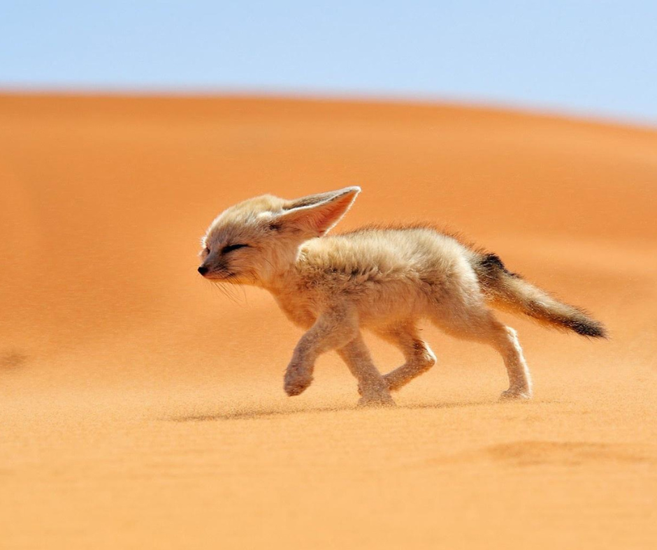 Fennec fox with large ears walking across orange Sahara sand