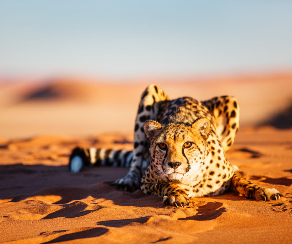 Cheetah crouching on desert sand at golden hour
