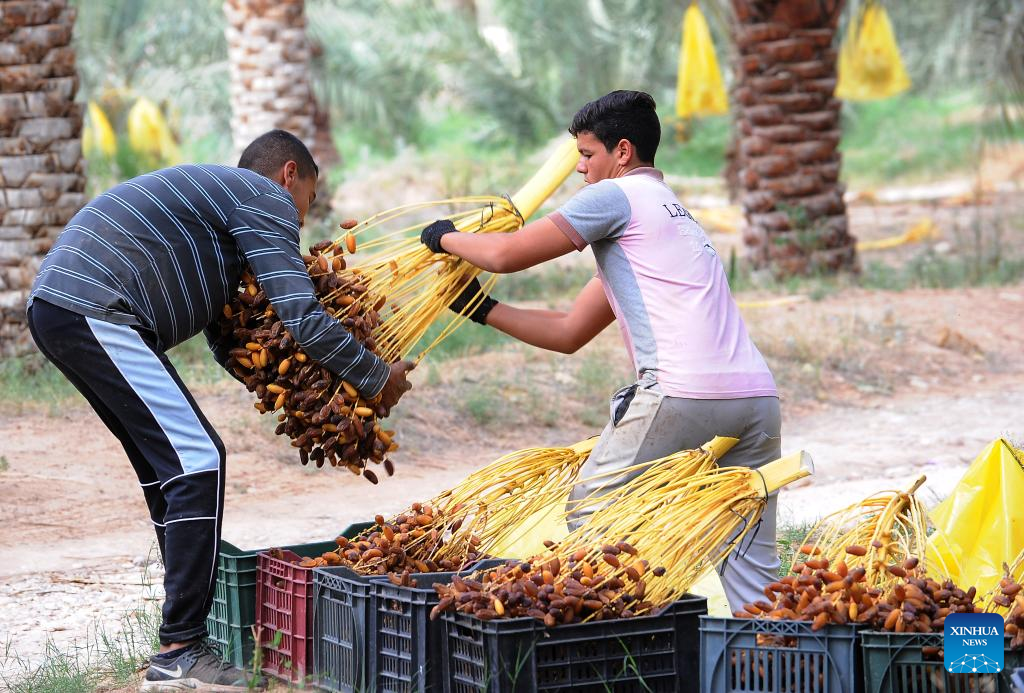 Workers harvesting bunches of dates into crates in a palm grove