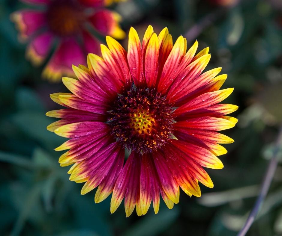 Flowers in al khobar corniche park Saudi Arabia