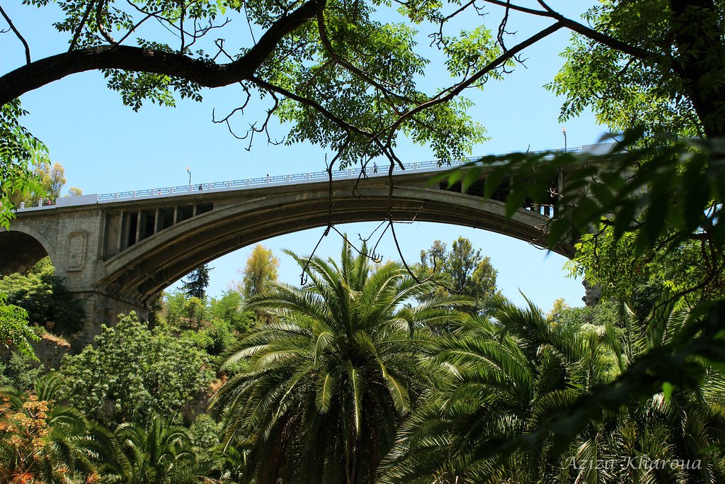 Arched bridge over the Rhumel gorge in Constantine, framed by palm trees and branches