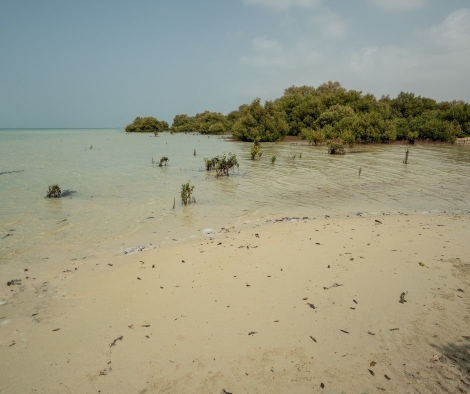 red-sea-mangrove