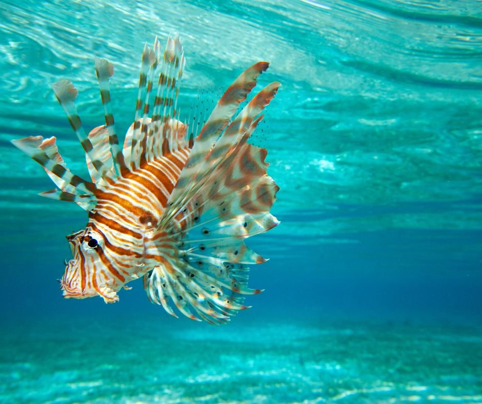 Lion-Fish-In-Fujairah