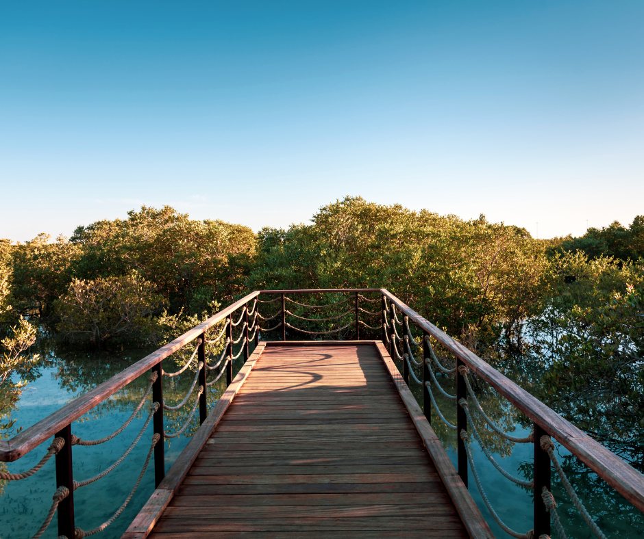mangrove-national-park