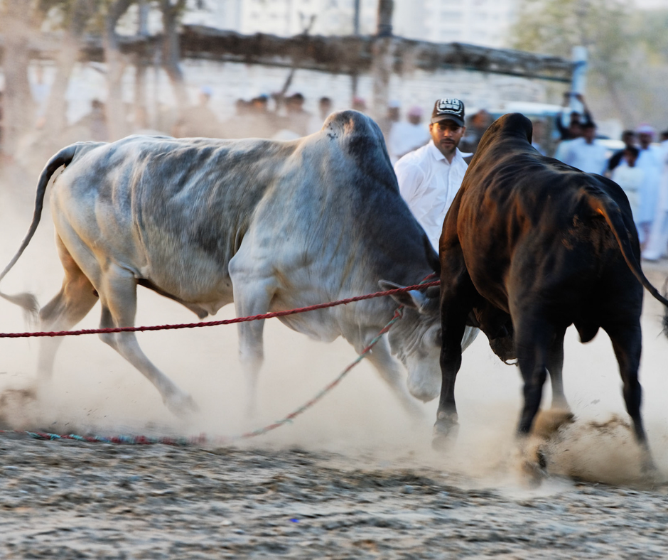 bulls-friday-festival-fujairah
