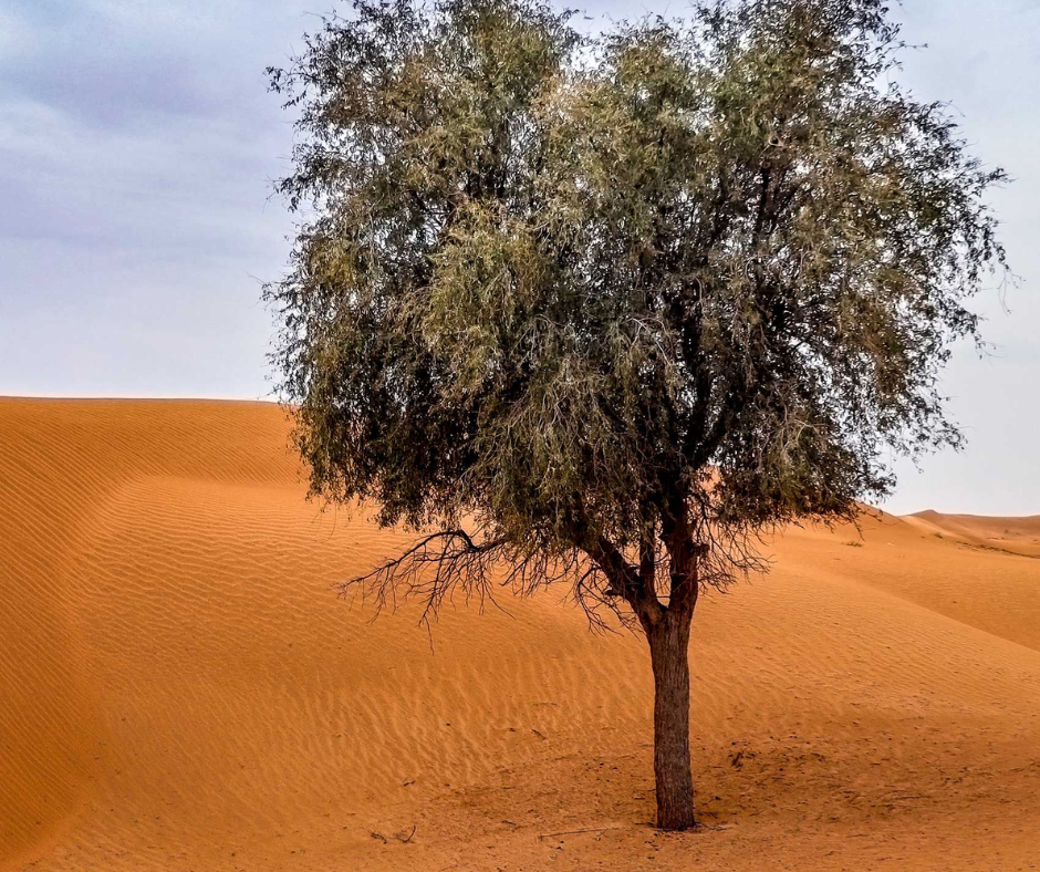 ghaf-tree