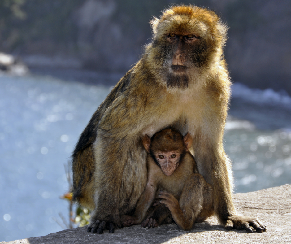 Barbary macaque mother holding her baby above the sea