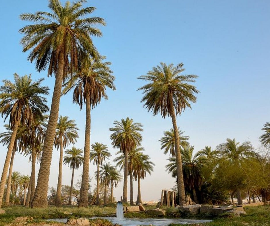 al-ahsa-oasis-road-trip-from-riyadh