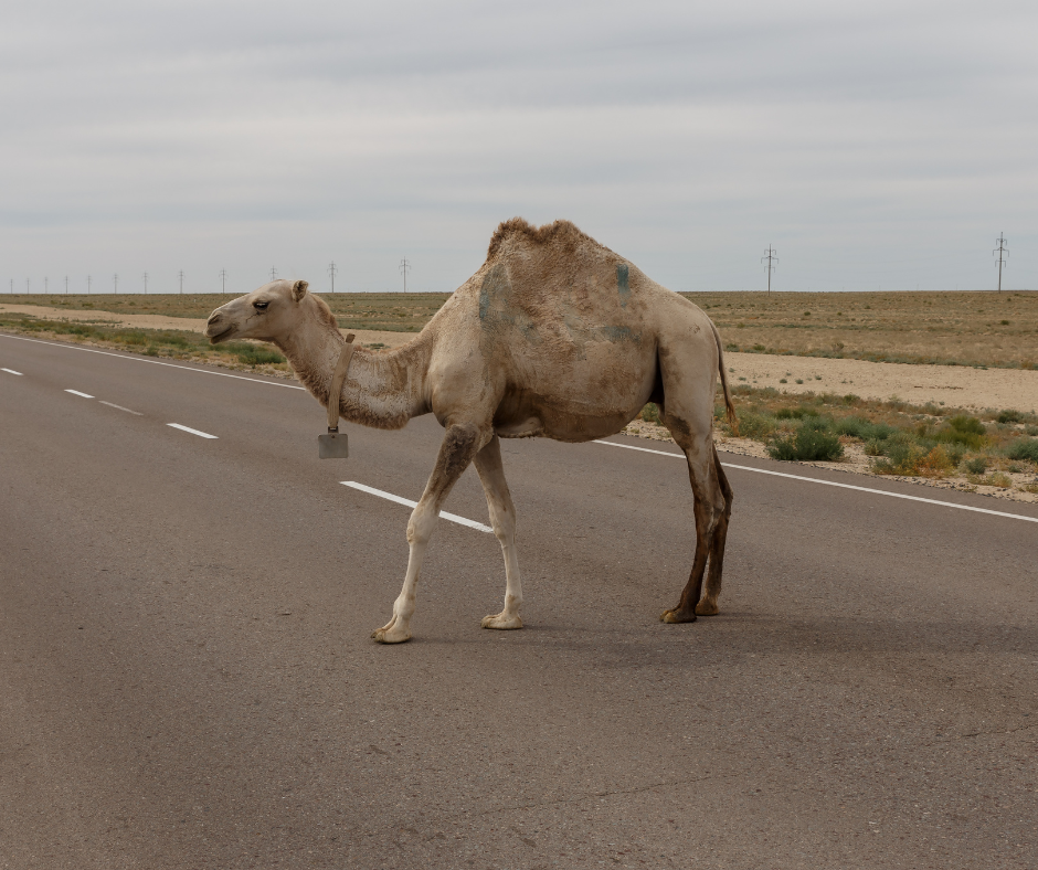 Single camel walking across an empty asphalt road