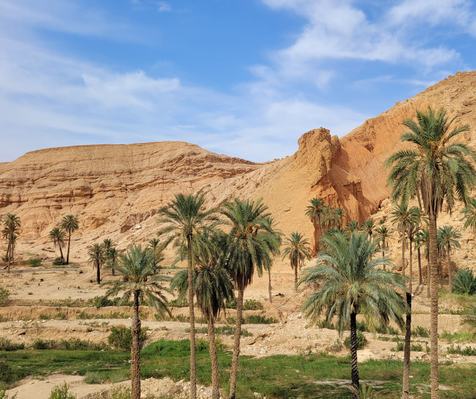 Palm trees and green fields below sandstone hills in an Aurès oasis