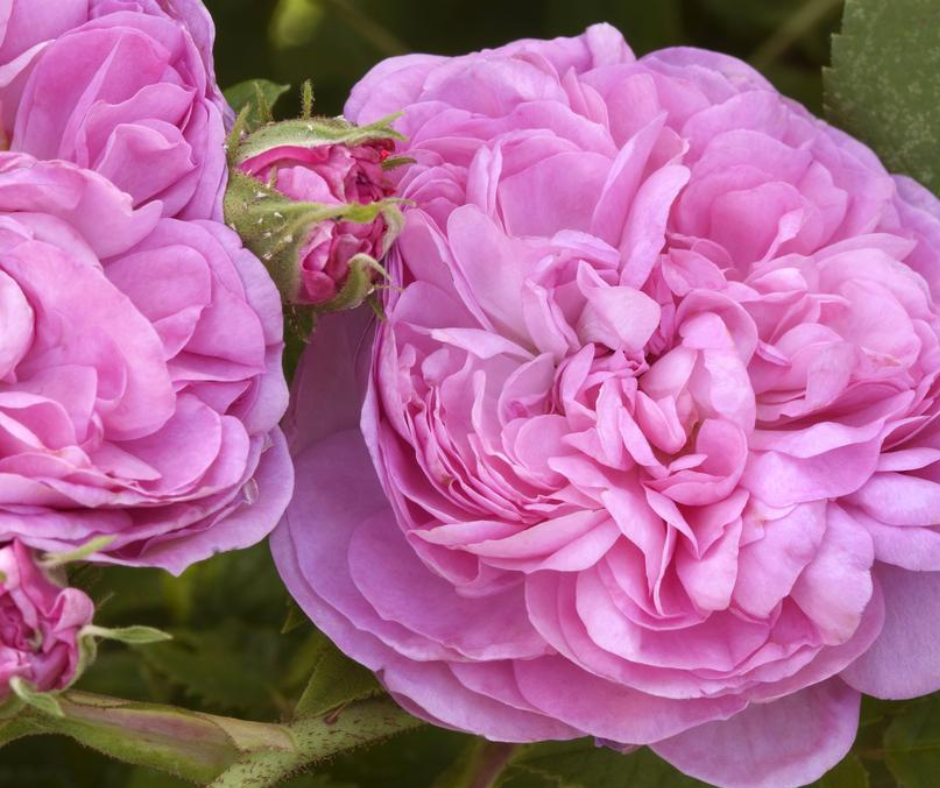 damask-rose