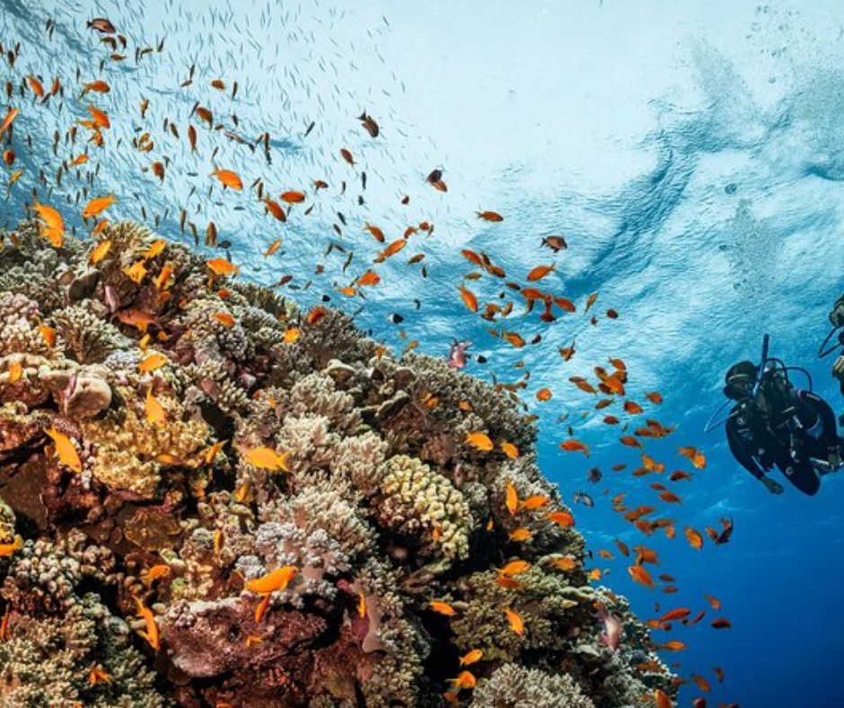 yanbu-reefs