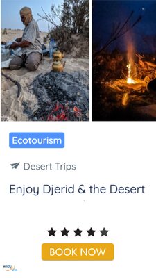 djerid experience