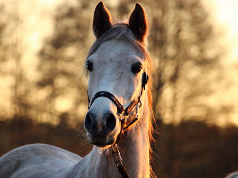 Festival du cheval arabe de race pure - Maknassi