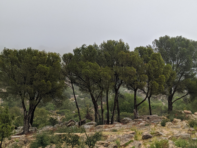 Serej Mountain Tunisia