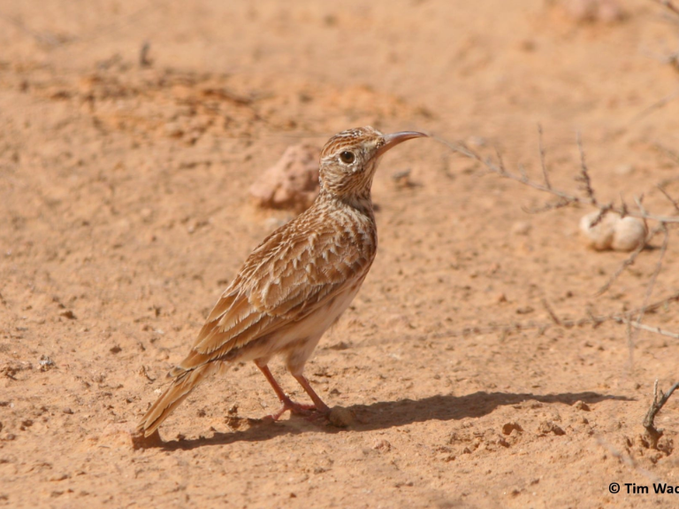 sidi toui national park