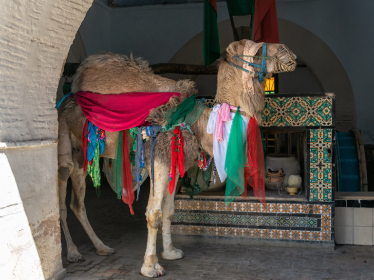 kairouan birouta visit