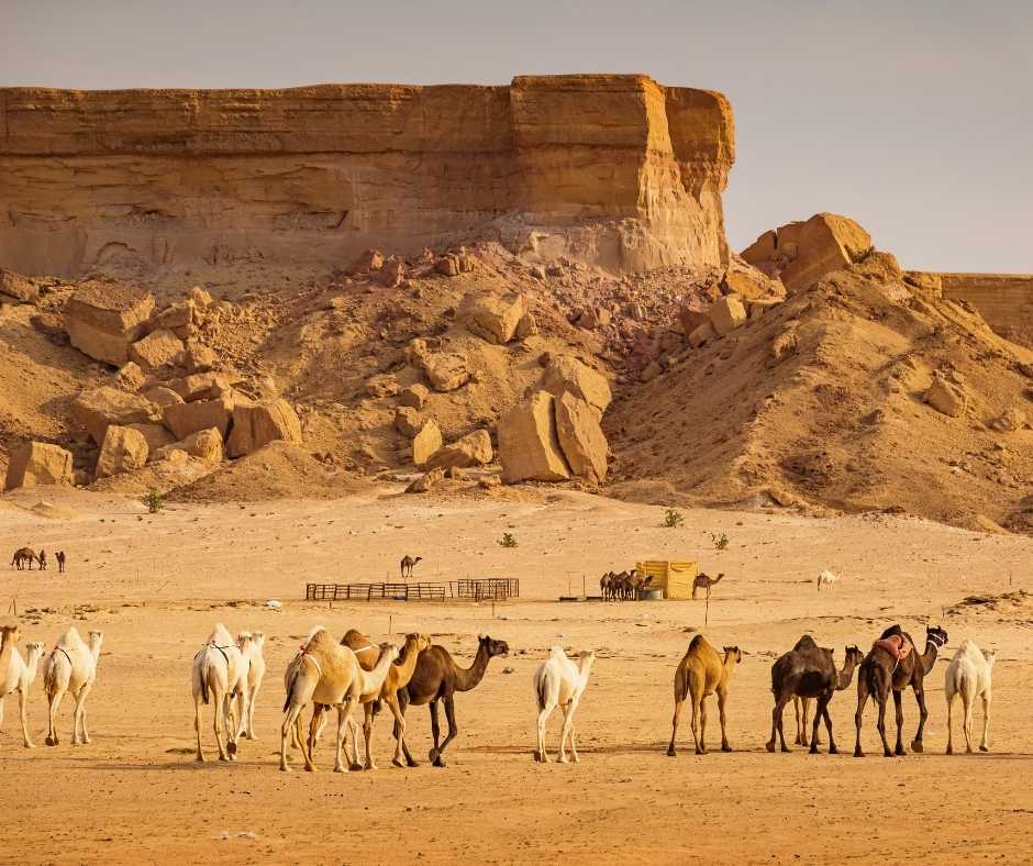 One Week Saudi Arabia Itinerary, an Adventure Travel Guide
