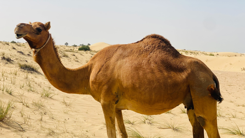 Camel Trekking in Saudi Arabia: The Ultimate Guide